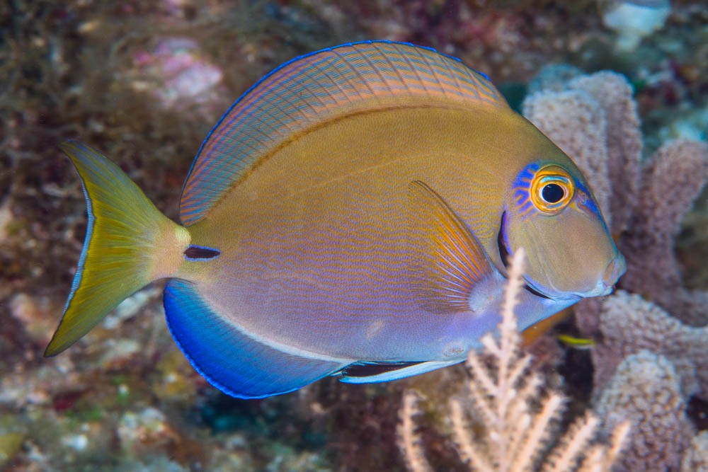 Ocean Surgeonfish